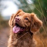 photo of dog