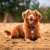 photo of dog