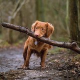 photo of dog
